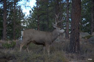 2 (62)