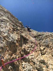 Icterus 6c+